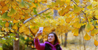 Yantai gingko leaves charm visitors