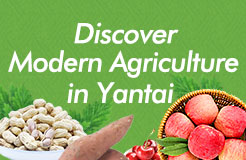 Discover modern agriculture in Yantai