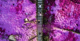 Flowers and trees add colors to spring