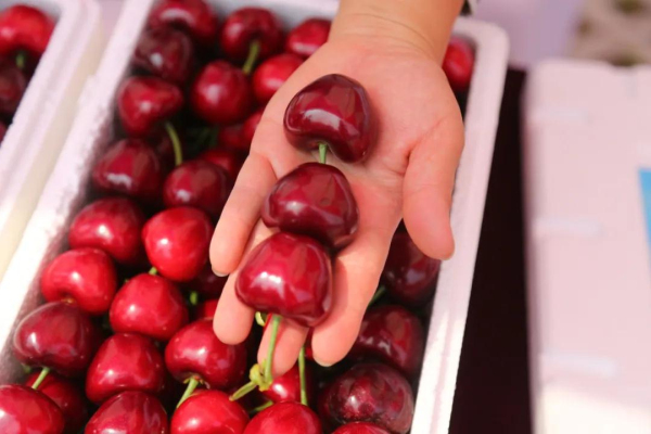 Festival of cherries kicks off in Yantai