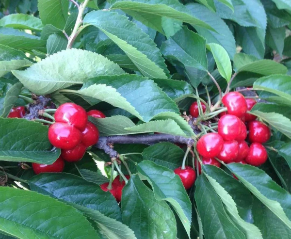 Ripe cherries ready for picking in Yantai