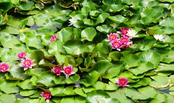 Water lilies in full bloom in Yantai