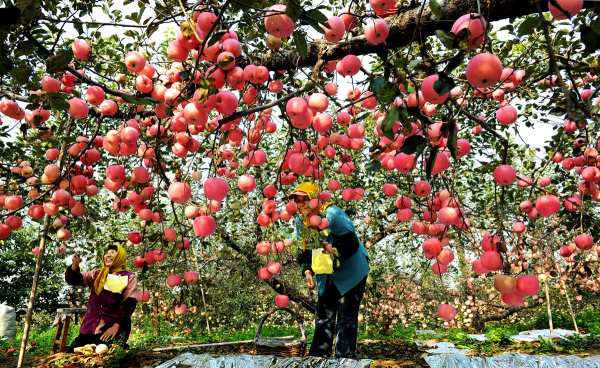 Grand event for apple industry to be held in Yantai