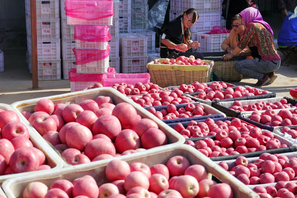 Farmers harvest apples in Yantai