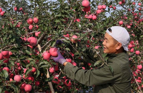 Apple harvest season arrives in Penglai