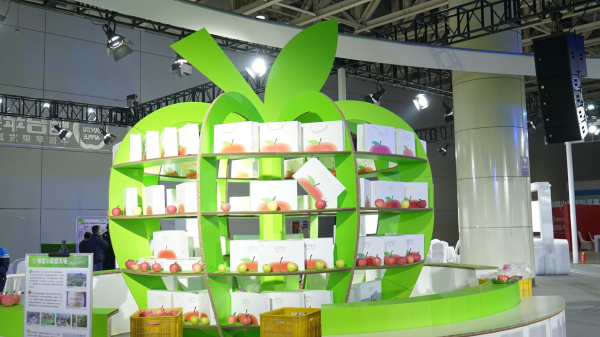 Yantai to host international apple festival