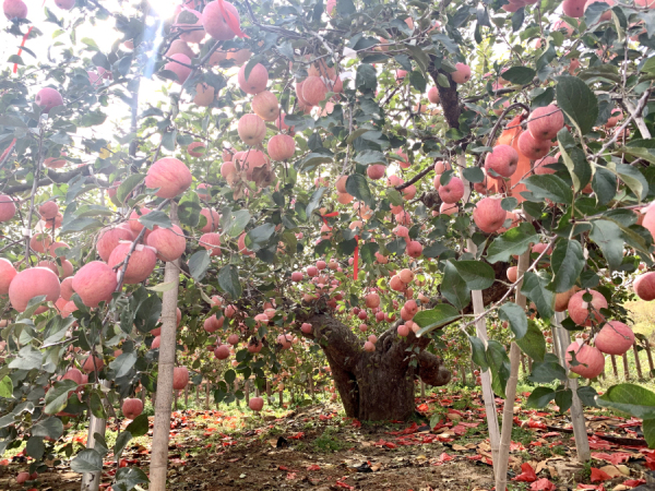 Discover century-old apple trees in Penglai