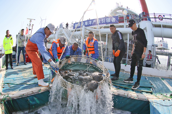 Yantai marine ranch complex harvests fish