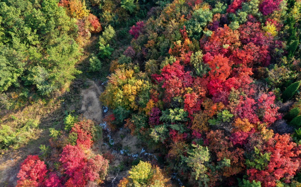 Autumn leaves paint Yantai's Penglai district red