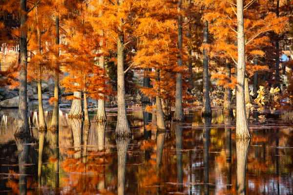 Redwoods add splash of color to Yuniao River in Yantai