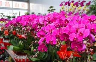 Yantai flower markets see boom before holiday