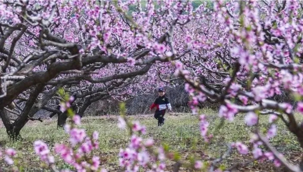 Spring brings colors to Yantai