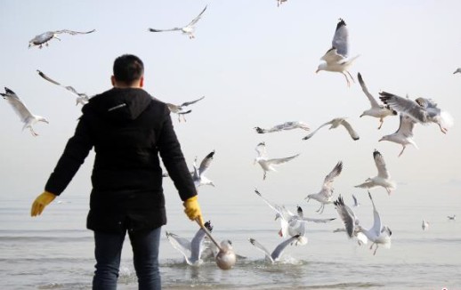Seagulls foraging captured in photos