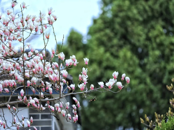 Places to admire magnolia flowers in Yantai