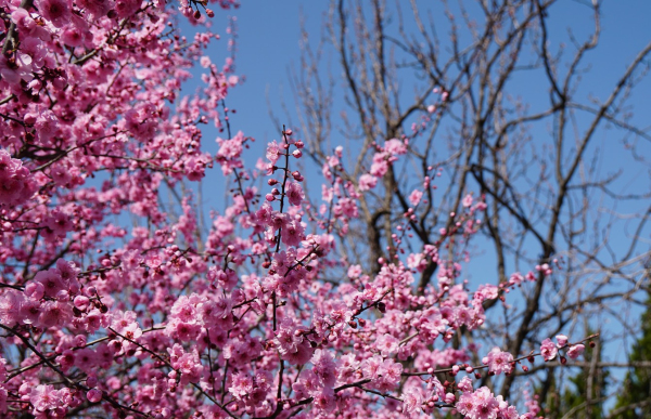 Plum blossoms burst forth at Nanshan Park