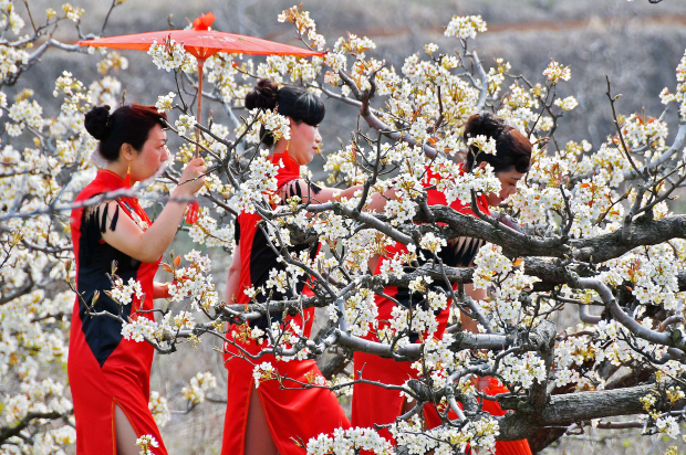 Pear flowers draw tourists to Yantai village