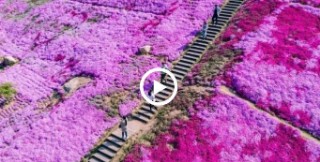 Video: Sea of pink flowers at Kunyu Mountain
