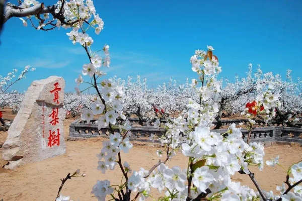 Yantai to host 300 cultural tourism activities for May Day