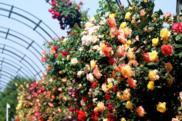 Chinese rose flowers in full bloom in Laizhou