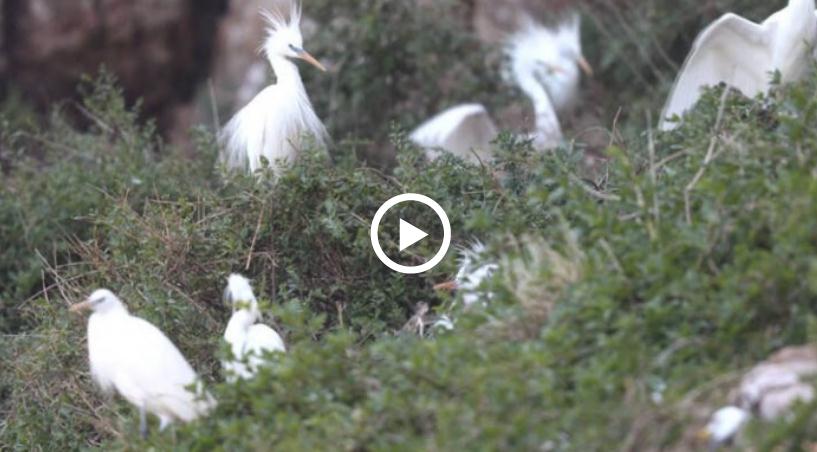 Video: Chinese egrets spotlighted on Changdao Island in May