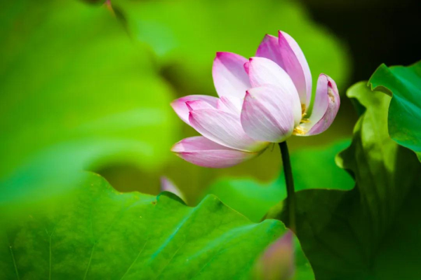 Places to enjoy lotus flowers in Yantai