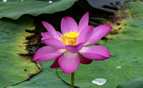 Lotus flowers in full bloom in Penglai wetland park