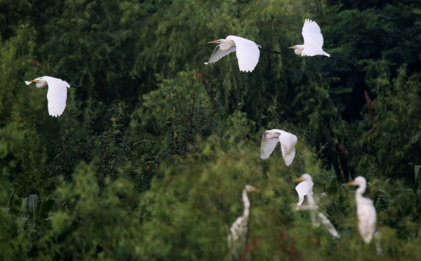 Egrets make a lively scene in Penglai, Yantai