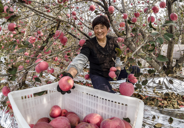 In pics: Yantai farmers harvest apples
