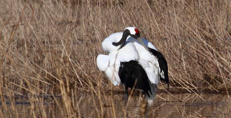 Red-crowned crane discovered in Longkou