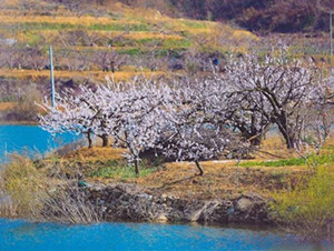 In pics: Appreciate blooming apricot flowers in Yantai village