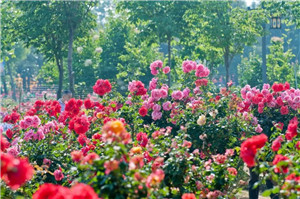 Chinese roses brighten up Yantai during midsummer 
