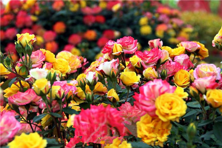 Blooming China roses turn Laizhou into wonderland