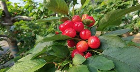 Video: Sweet cherries enter harvest season in Yantai