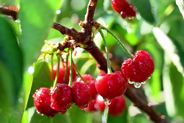 Cherry harvest brightens Yantai farmers' faces