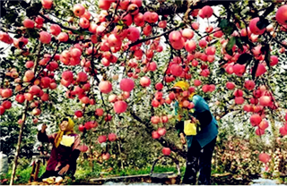 Yantai embraces a bumper crop of apples