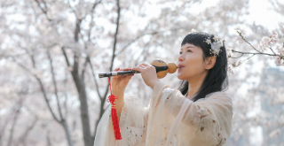 In pics: Cherry blossoms burst to life in Yantai