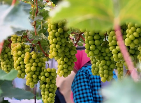 Grapes bring sweet success to Yantai farmers
