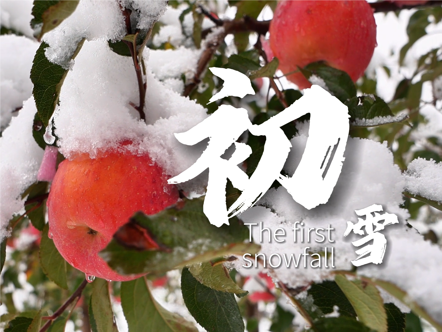 Yantai's snowy apple orchard shines in winter