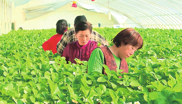 1768896819795093525.jpg 绿色农业_副本.jpg