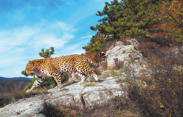 1769152759109073982.png 华北豹_副本.png