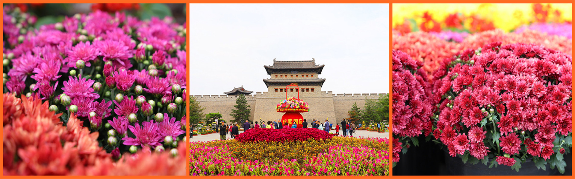 Chrysanthemums welcome holiday in Datong 
