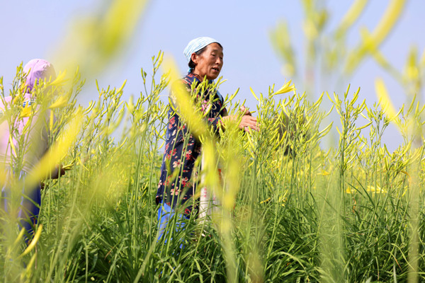 Datong emerging as China's citron daylily hub