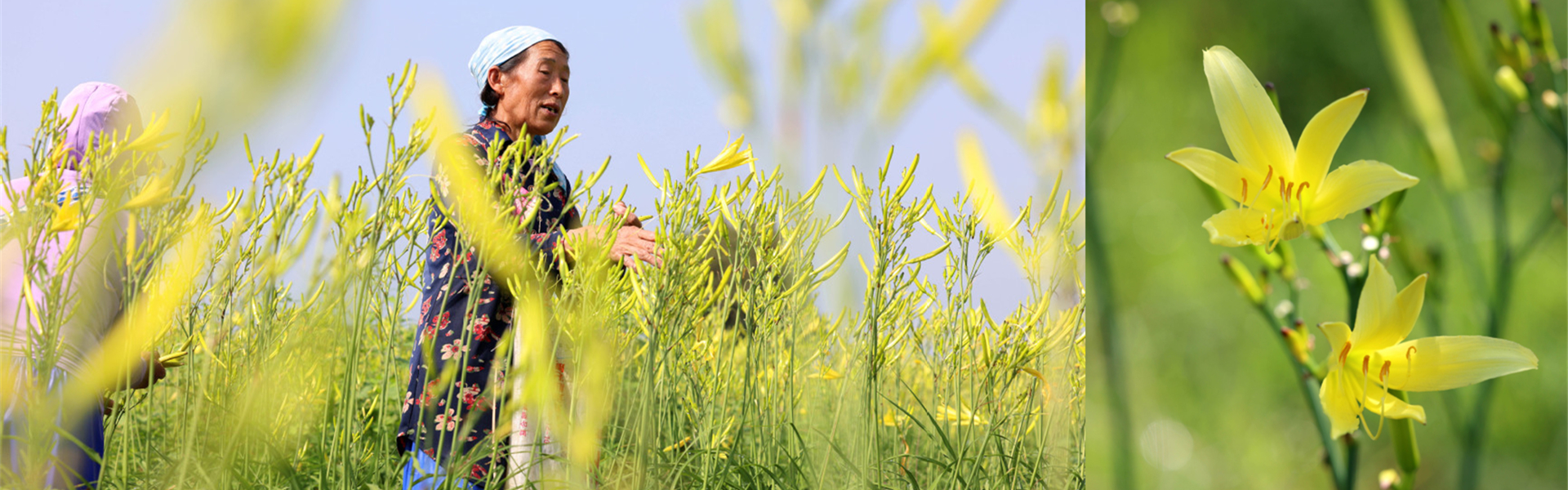 Datong emerging as China's citron daylily hub