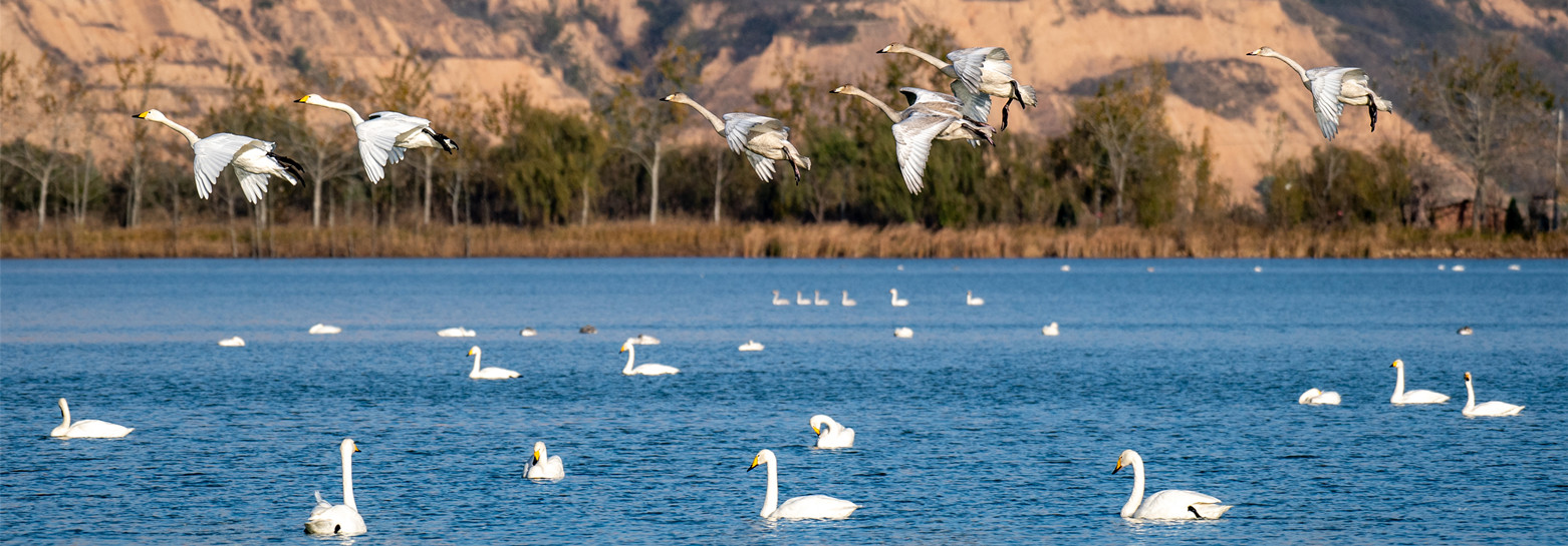 Swans choose southern Shanxi for winter 