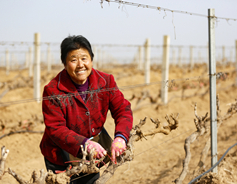Farmers prepare Shanxi vineyard for good harvest