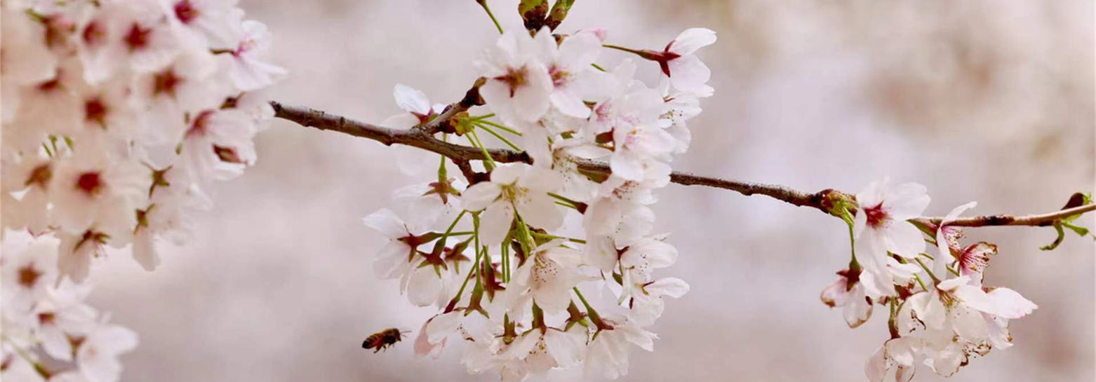 Cherry blossom festival kicks off in Taiyuan