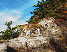 Shanxi unveils scientific research base for North China leopard 