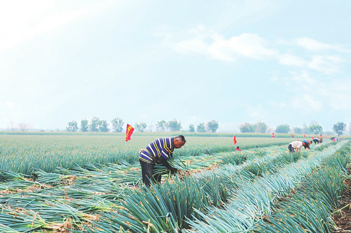 Shanxi sees significant progress in rural vitalization