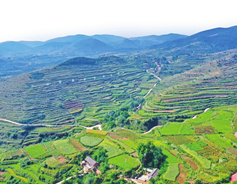 Shanxi codonopsis: Witnessing time-honored herbal tradition