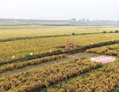 Shanxi millet wins ITI Superior Taste Award 